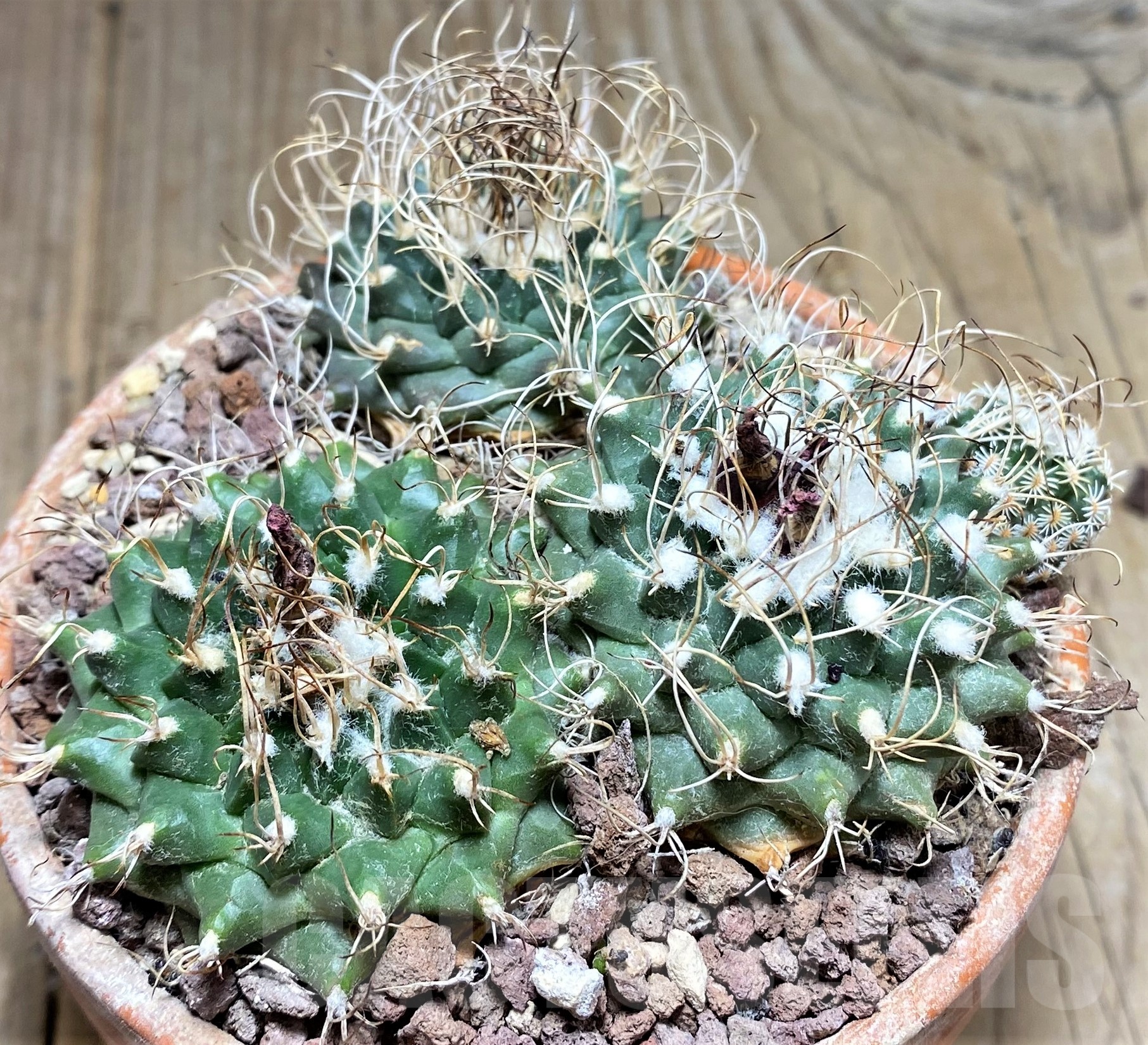 SHPR25242 Turbinicarpus schmiedickeanus ssp. lausseri MH 490, 3 plants - Image 2