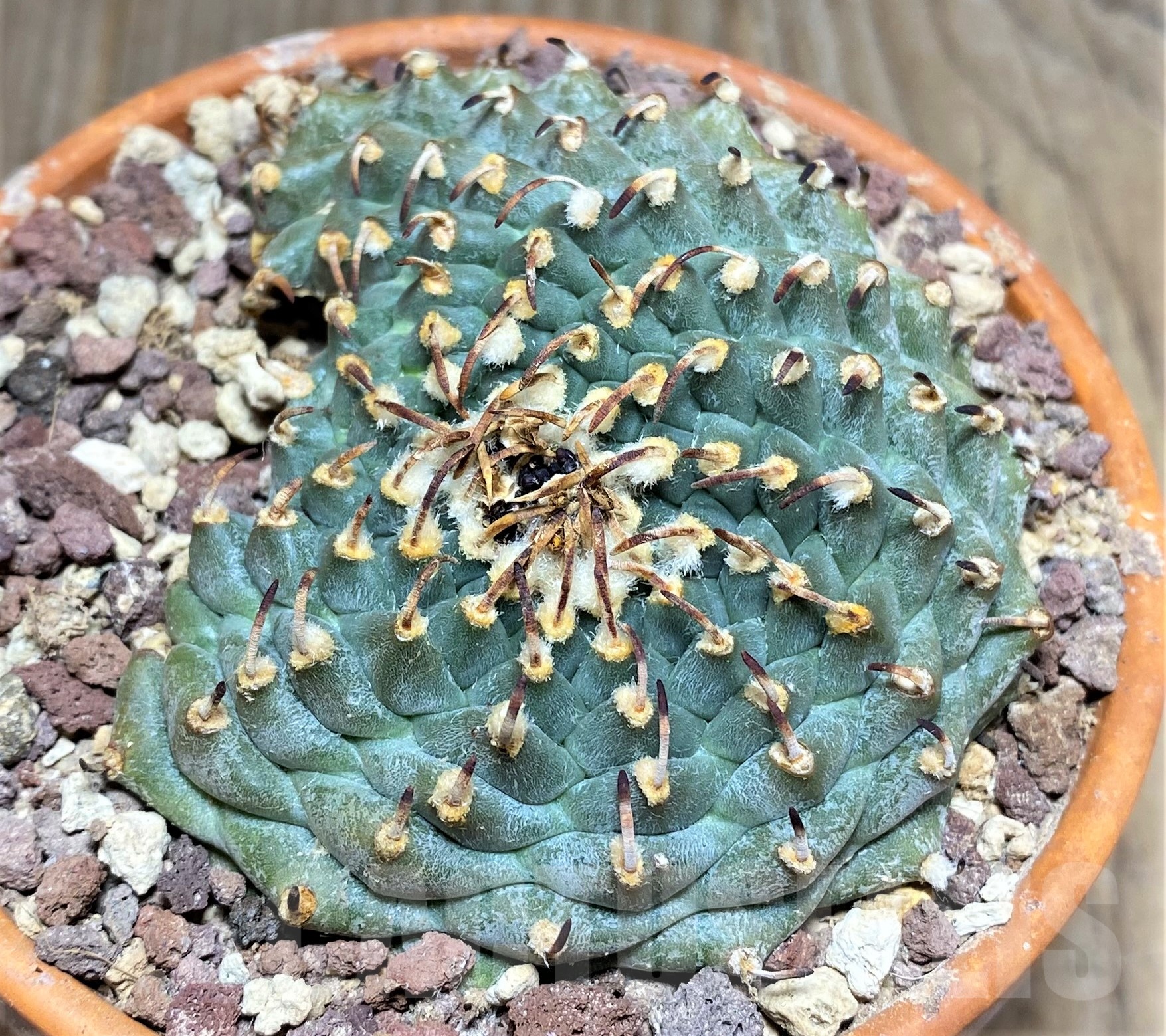 SHPR25243 Turbinicarpus panarottoi - Image 2