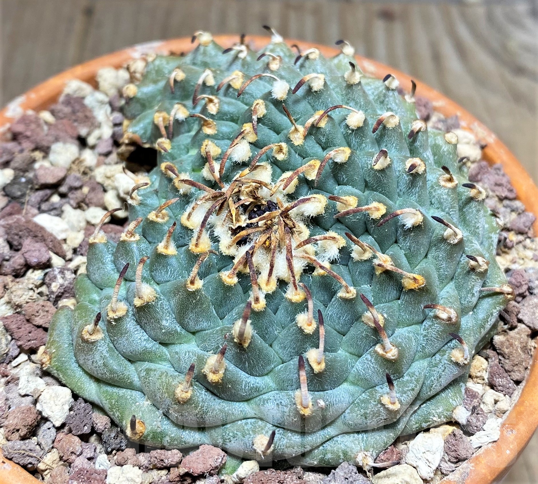 SHPR25243 Turbinicarpus panarottoi