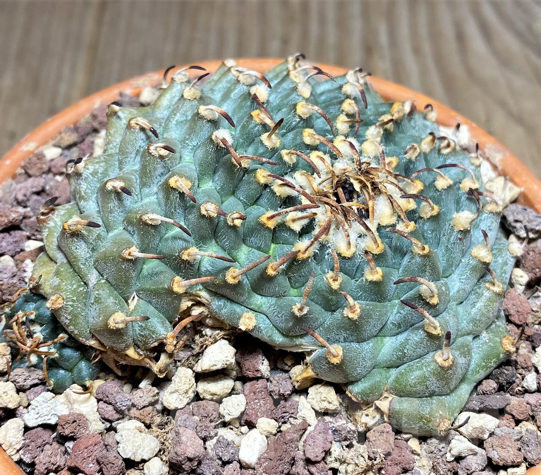 SHPR25243 Turbinicarpus panarottoi - Image 3
