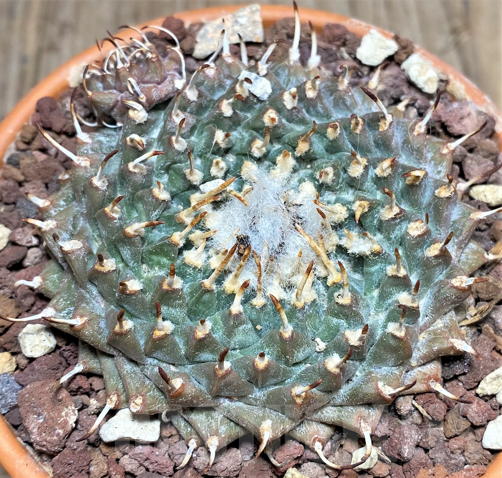 SHPR25244 Turbinicarpus panarottoi