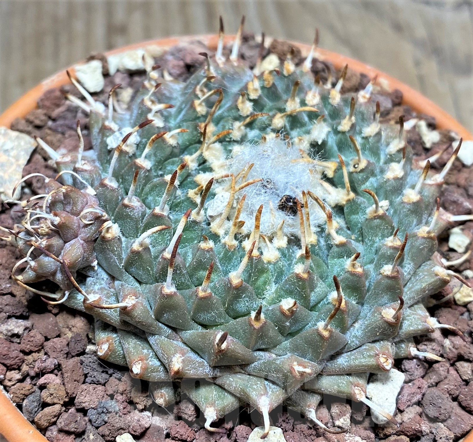 SHPR25244 Turbinicarpus panarottoi - Image 2