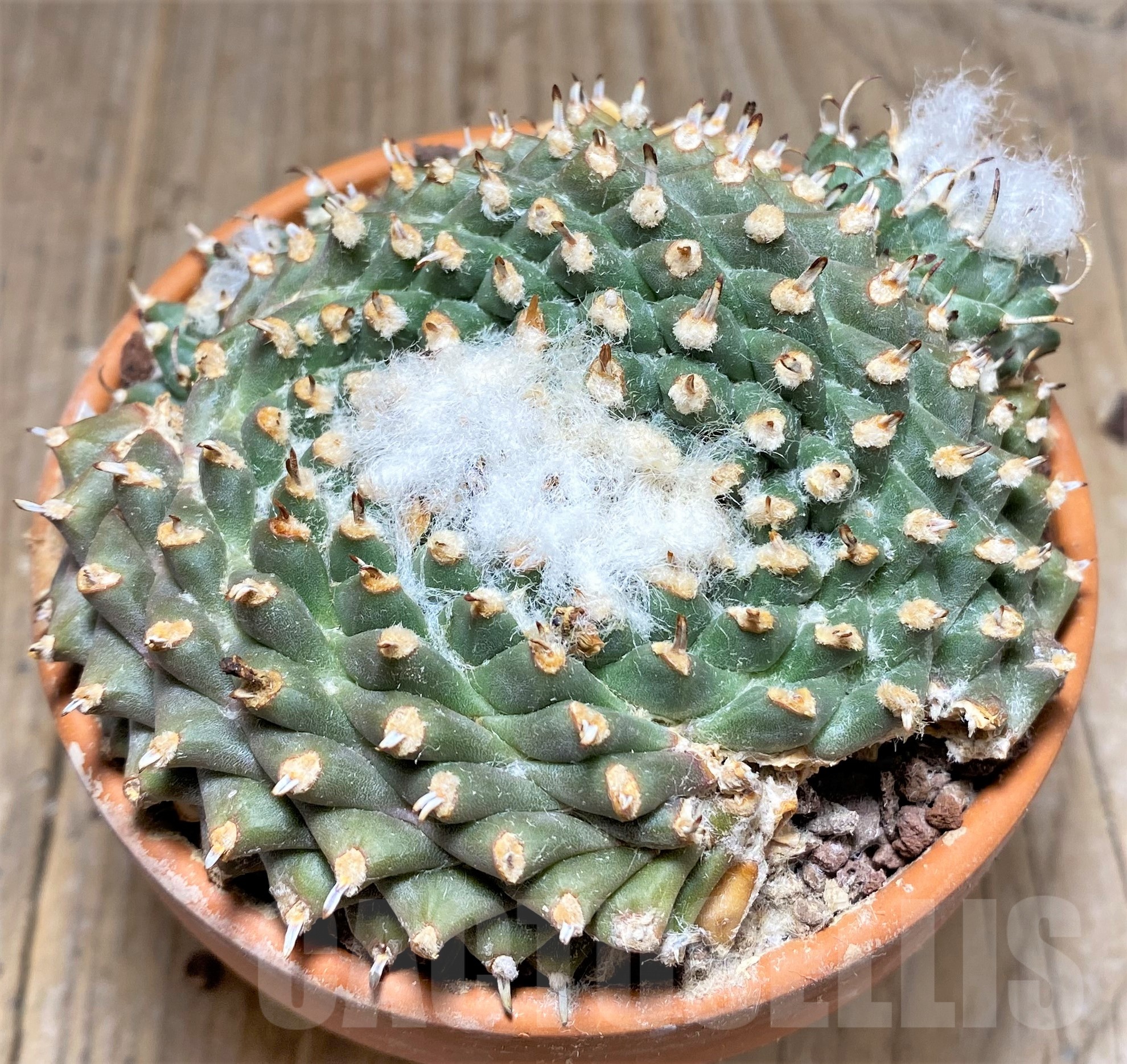 SHPR25245 Turbinicarpus panarottoi