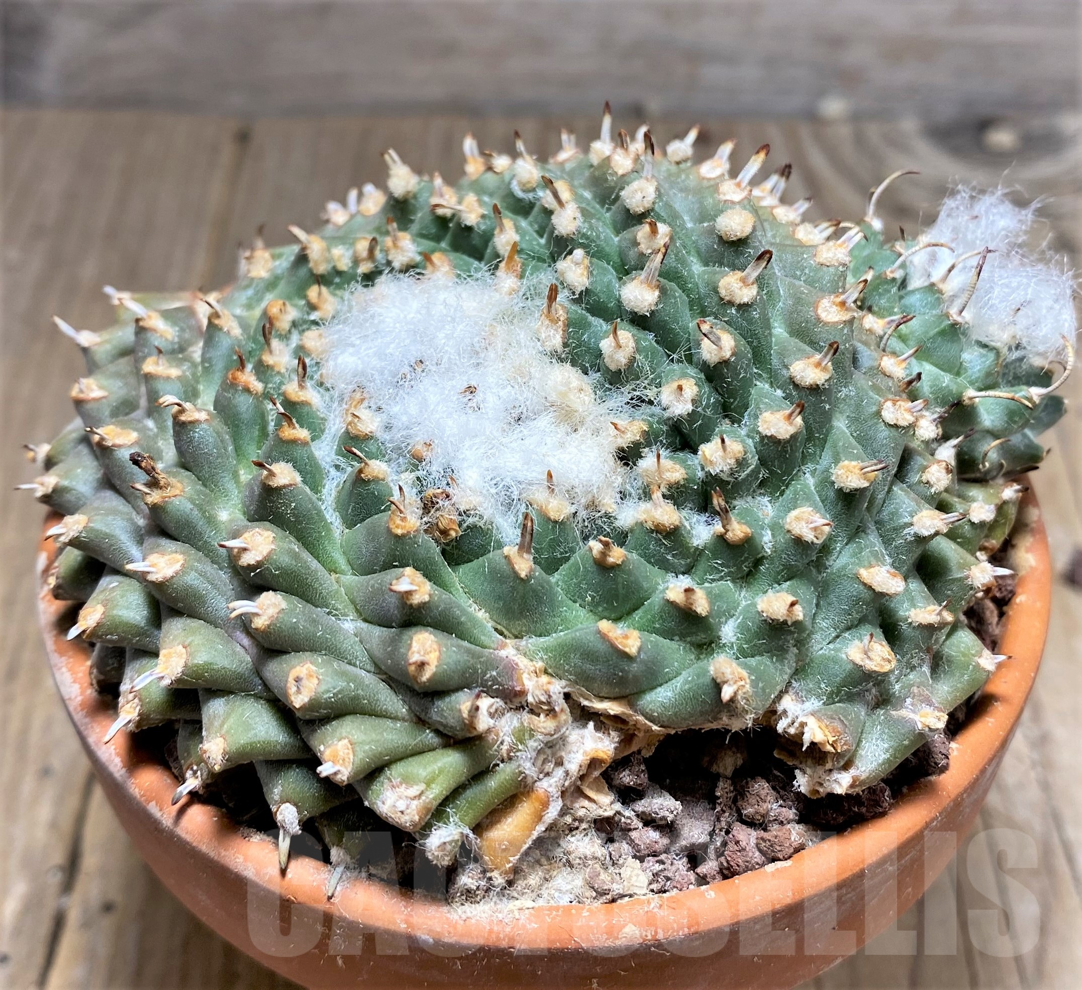 SHPR25245 Turbinicarpus panarottoi - Image 2