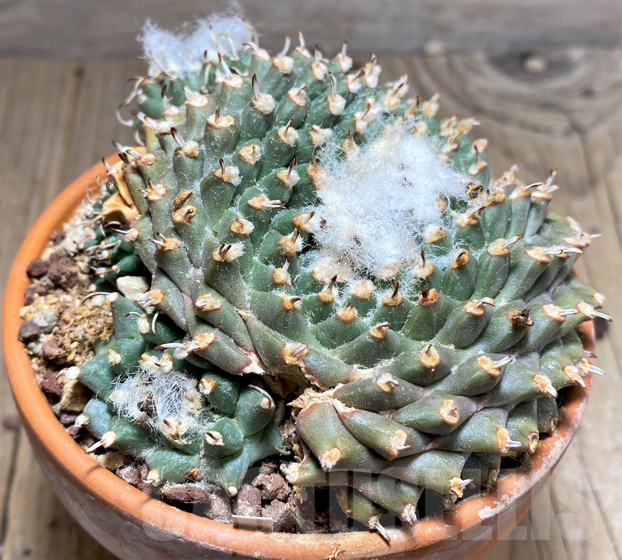 SHPR25245 Turbinicarpus panarottoi - Image 3