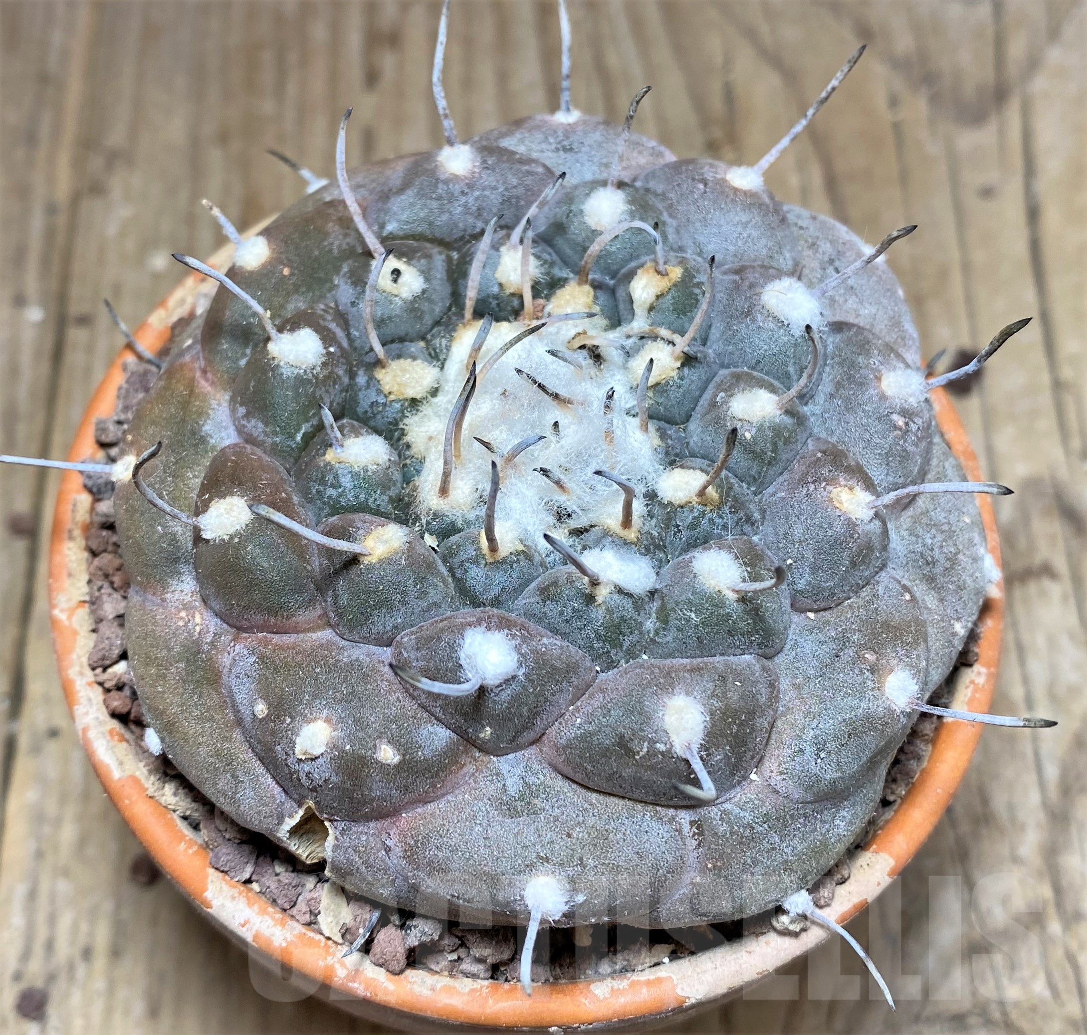 SHPR25247 Turbinicarpus jauernigii