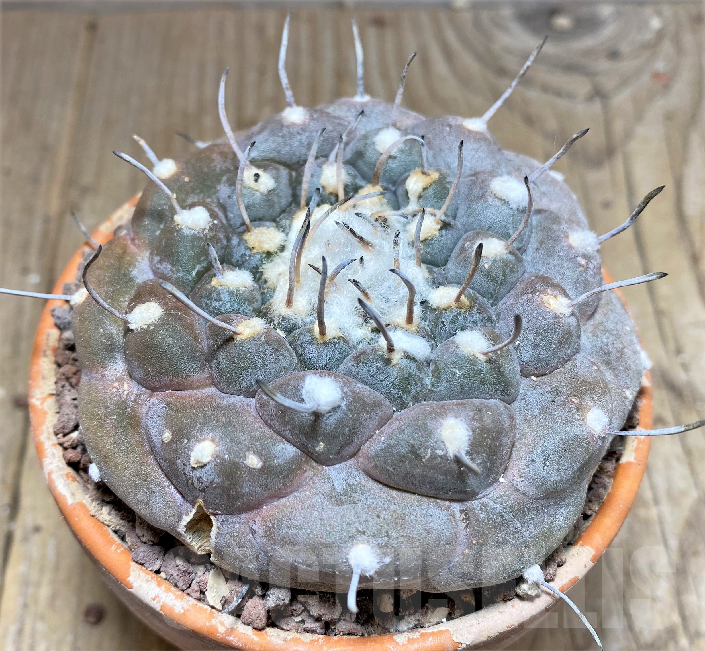 SHPR25247 Turbinicarpus jauernigii - Image 2