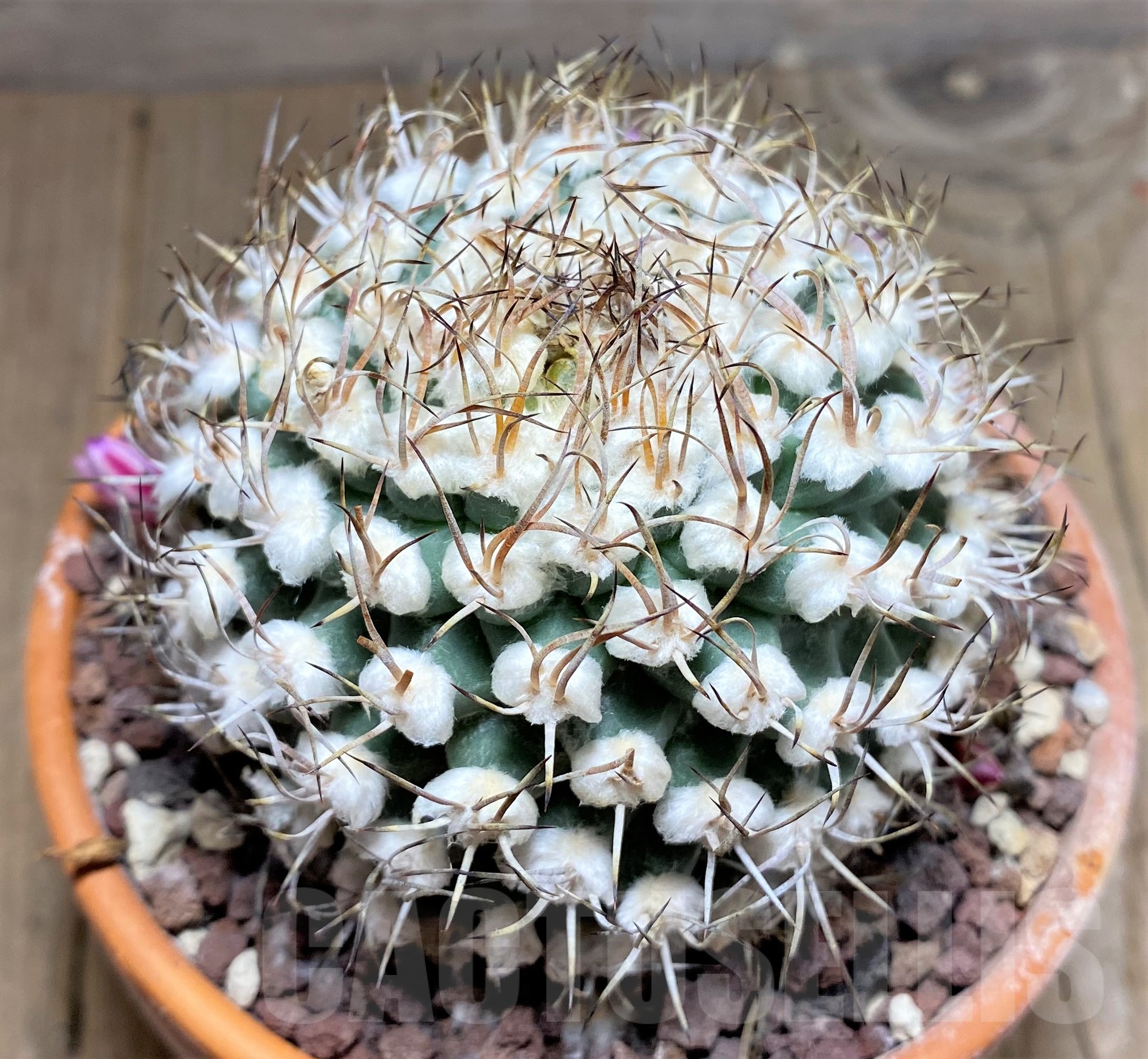 SHPR25249 Turbinicarpus nikolae GCG 10892, -San Pedro-