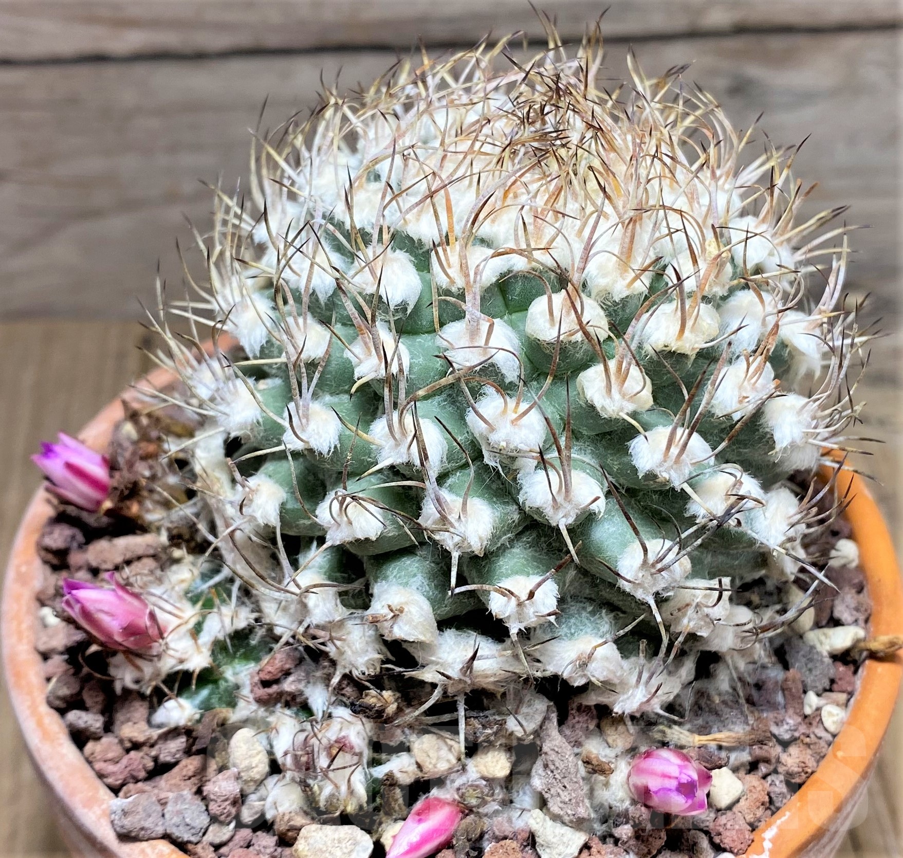 SHPR25249 Turbinicarpus nikolae GCG 10892, -San Pedro- - Image 2