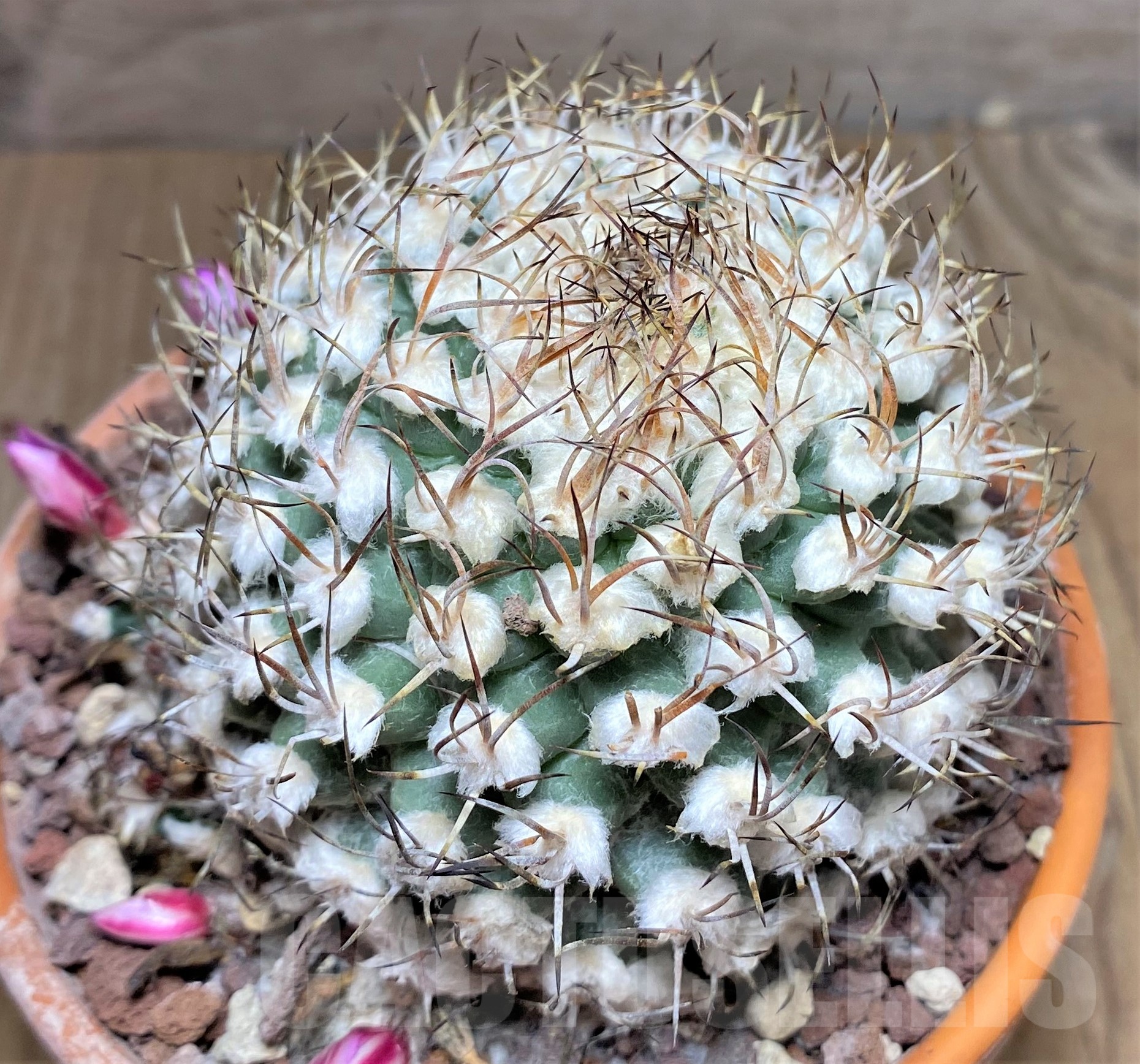 SHPR25249 Turbinicarpus nikolae GCG 10892, -San Pedro- - Image 3