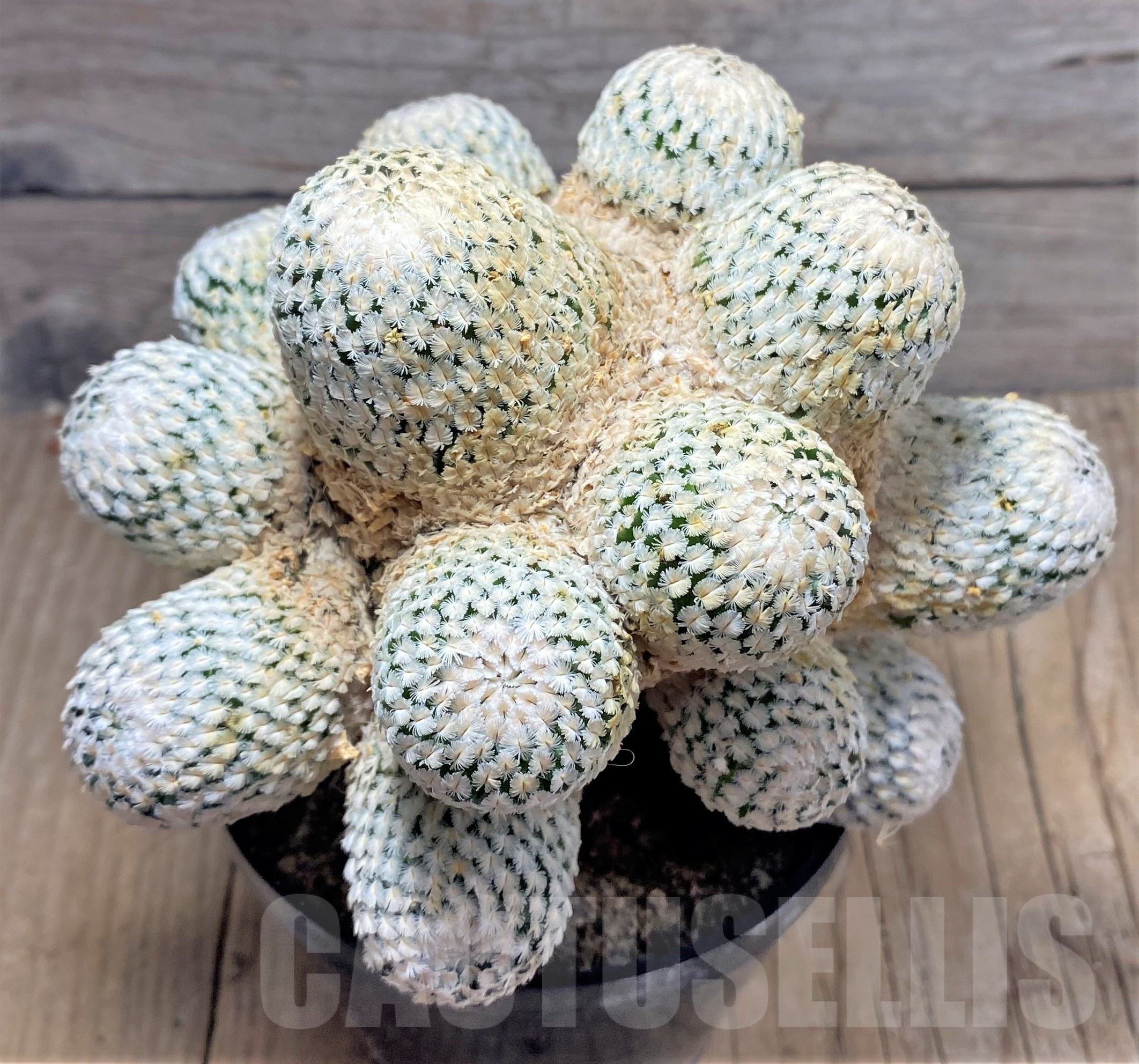 SHPR25251 Mammillaria sanchez-mejoradae, grafted