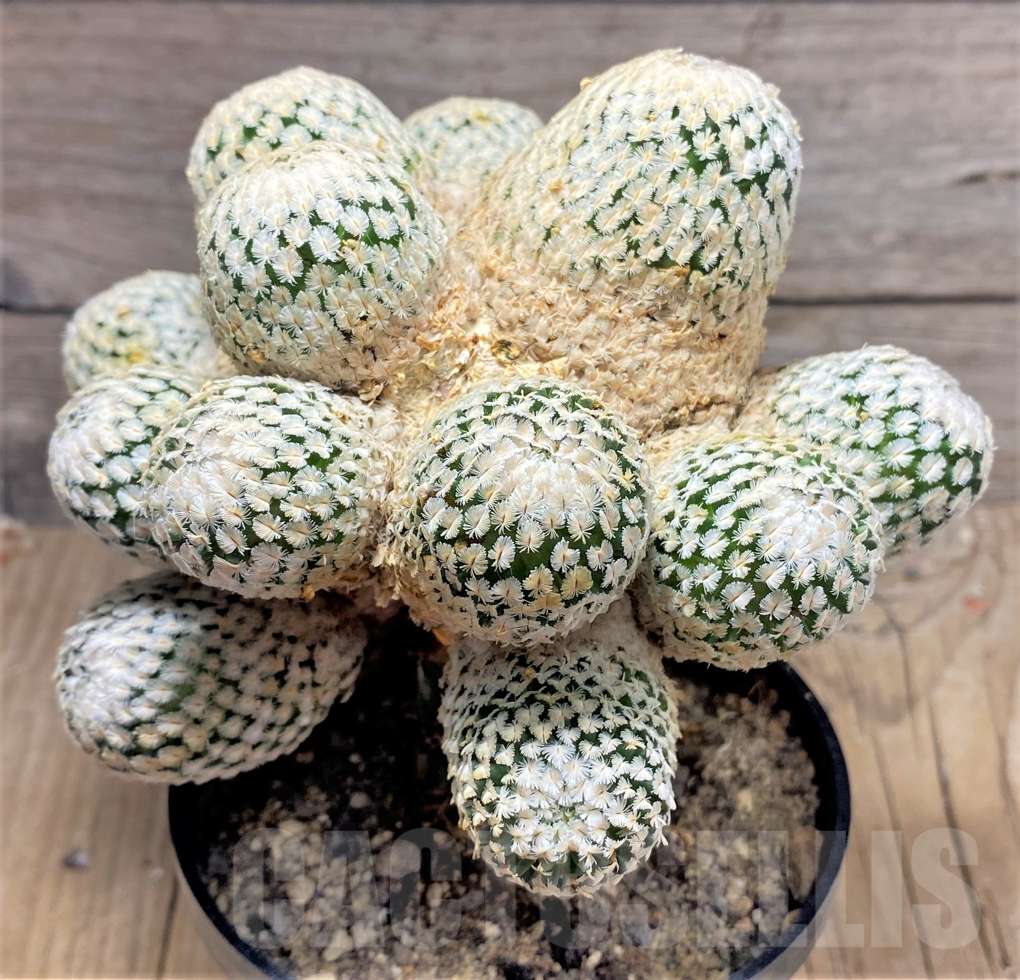SHPR25251 Mammillaria sanchez-mejoradae, grafted - Зображення 2