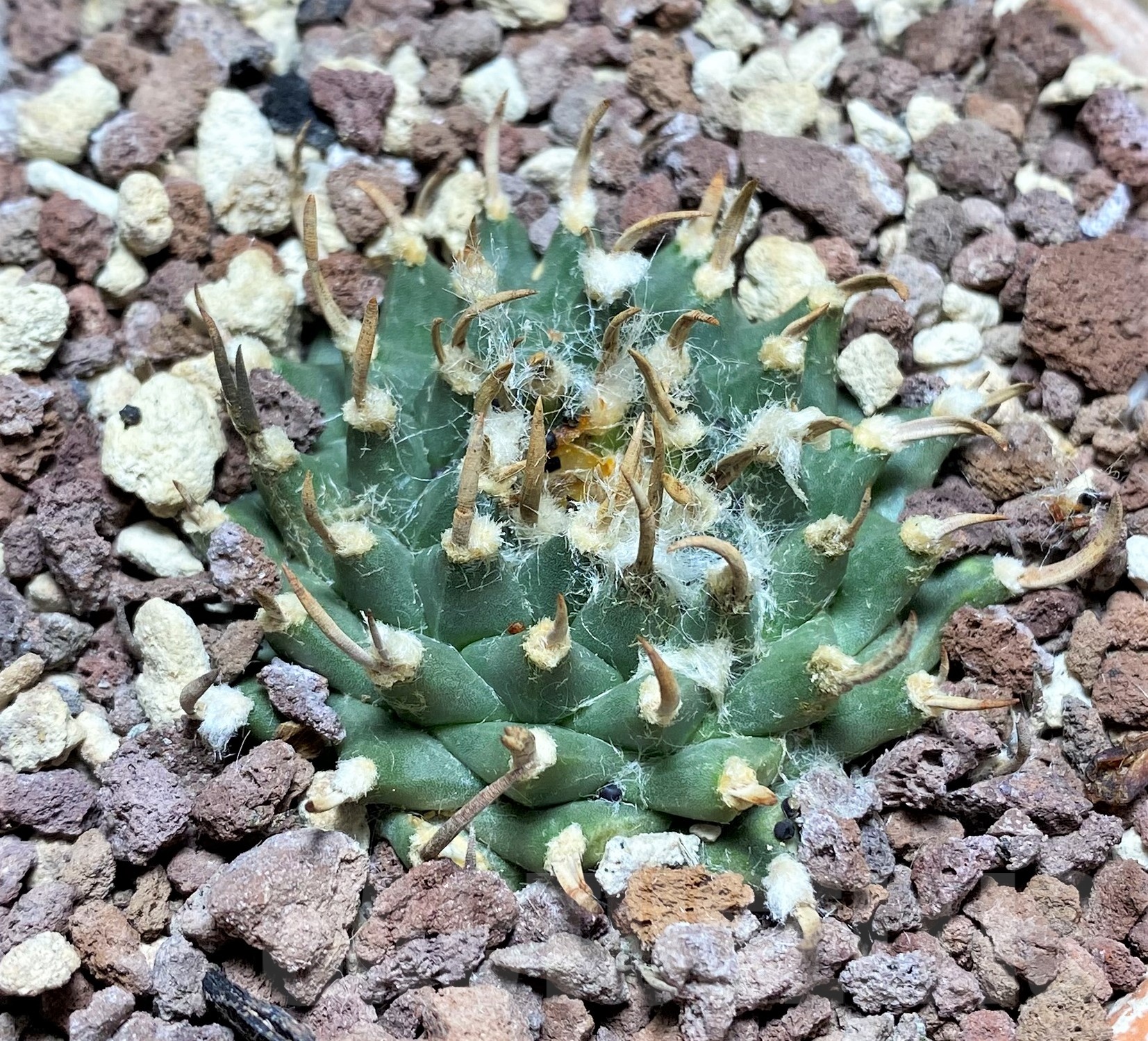 SHPR25252 Turbinicarpus schmiedickianus ssp.pintoensis -EL Pinto,SLP- - Зображення 2