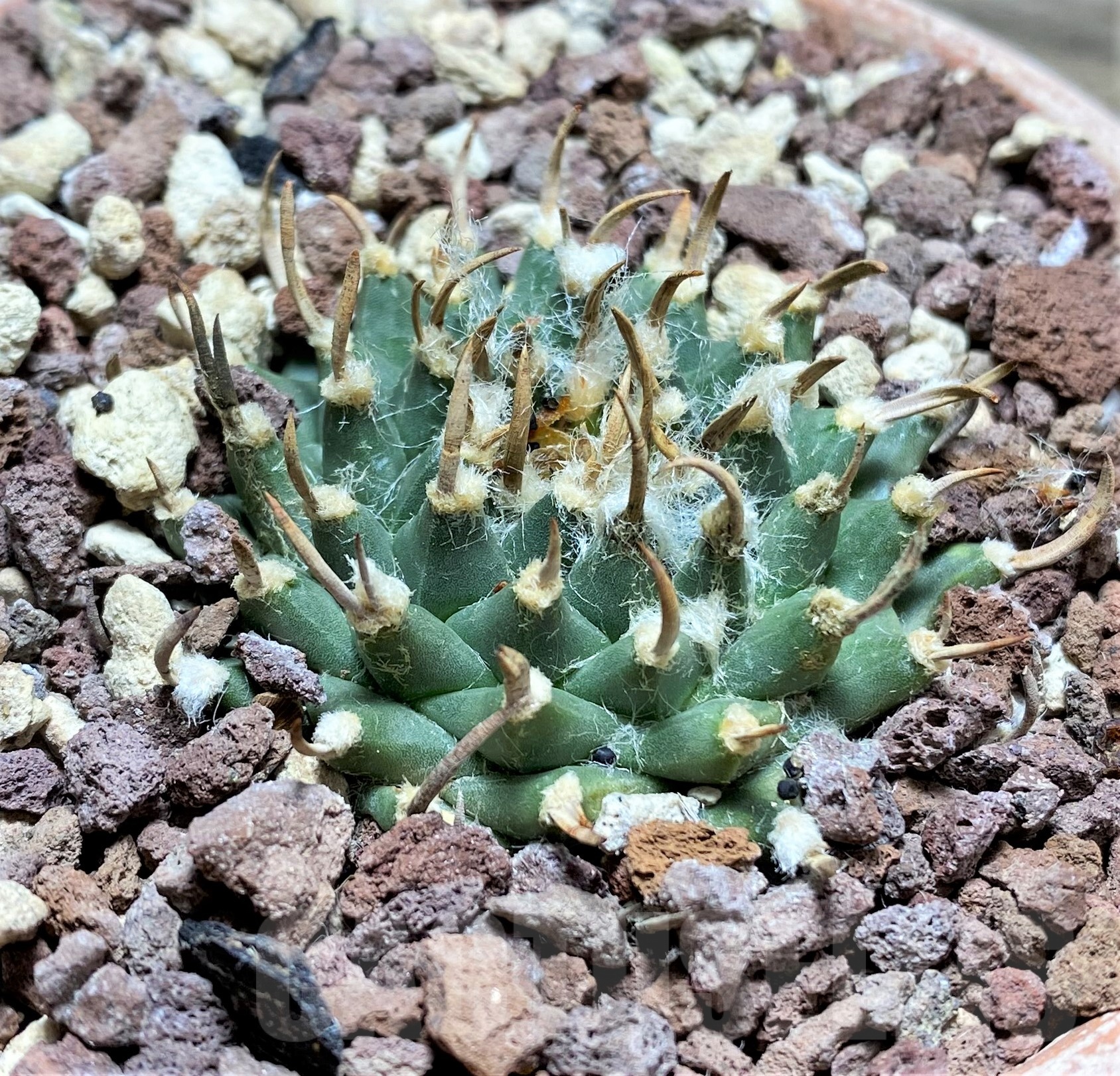 SHPR25252 Turbinicarpus schmiedickianus ssp.pintoensis -EL Pinto,SLP-