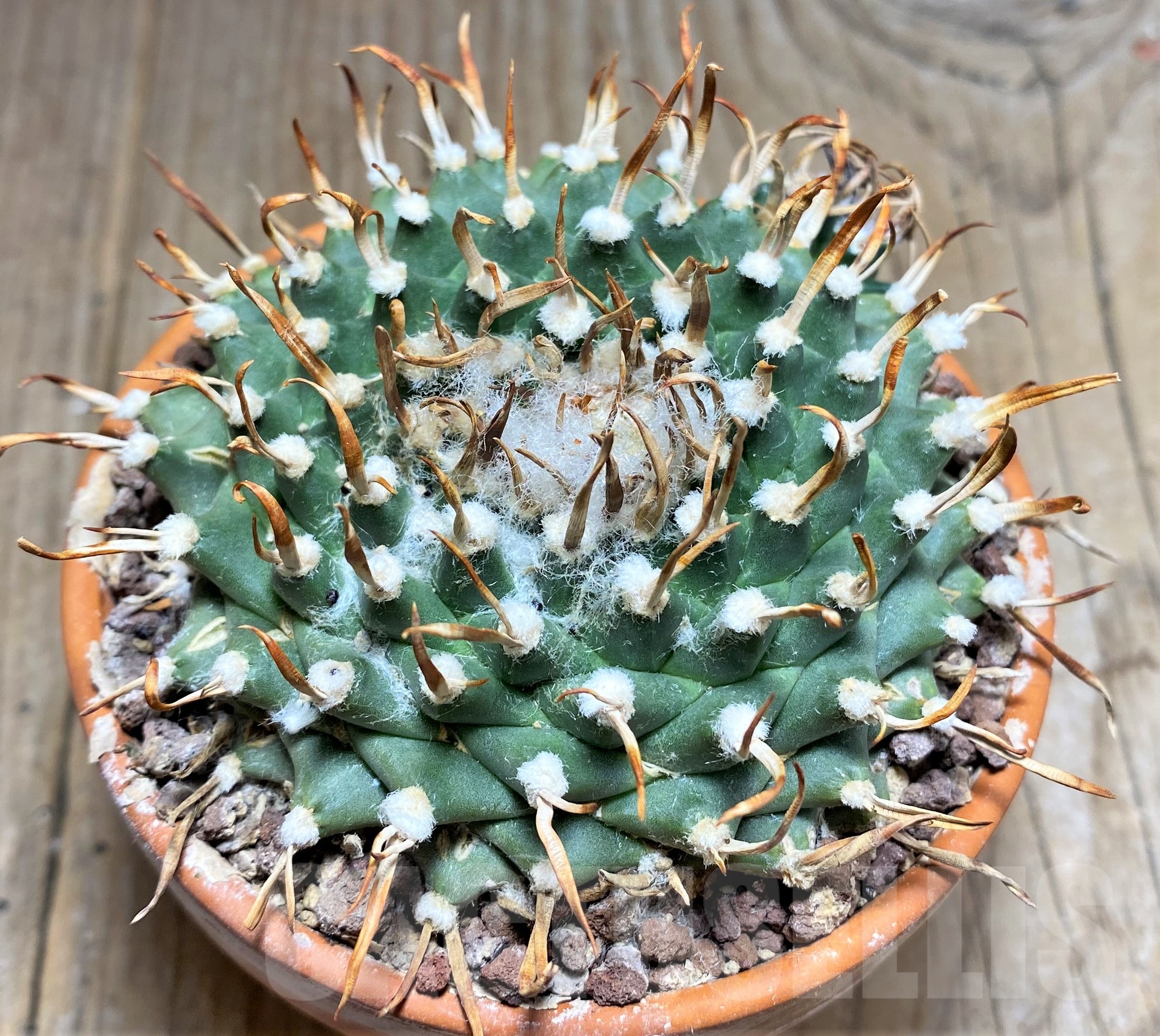 SHPR25253 Turbinicarpus schmiedickianus ssp.pintoensis VM 805, -Santa Rita, SLP-