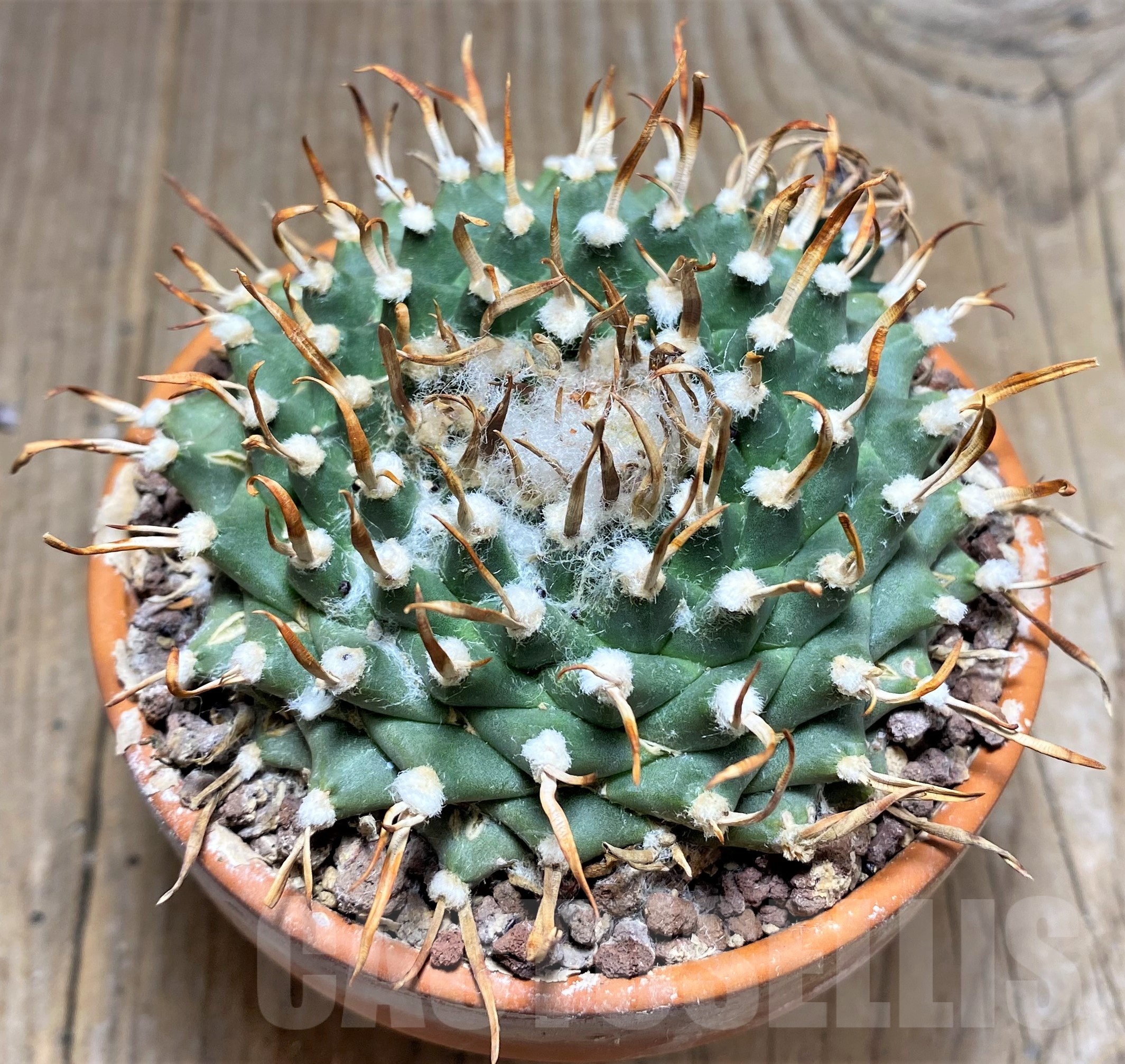 SHPR25253 Turbinicarpus schmiedickianus ssp.pintoensis VM 805, -Santa Rita, SLP- - Зображення 2