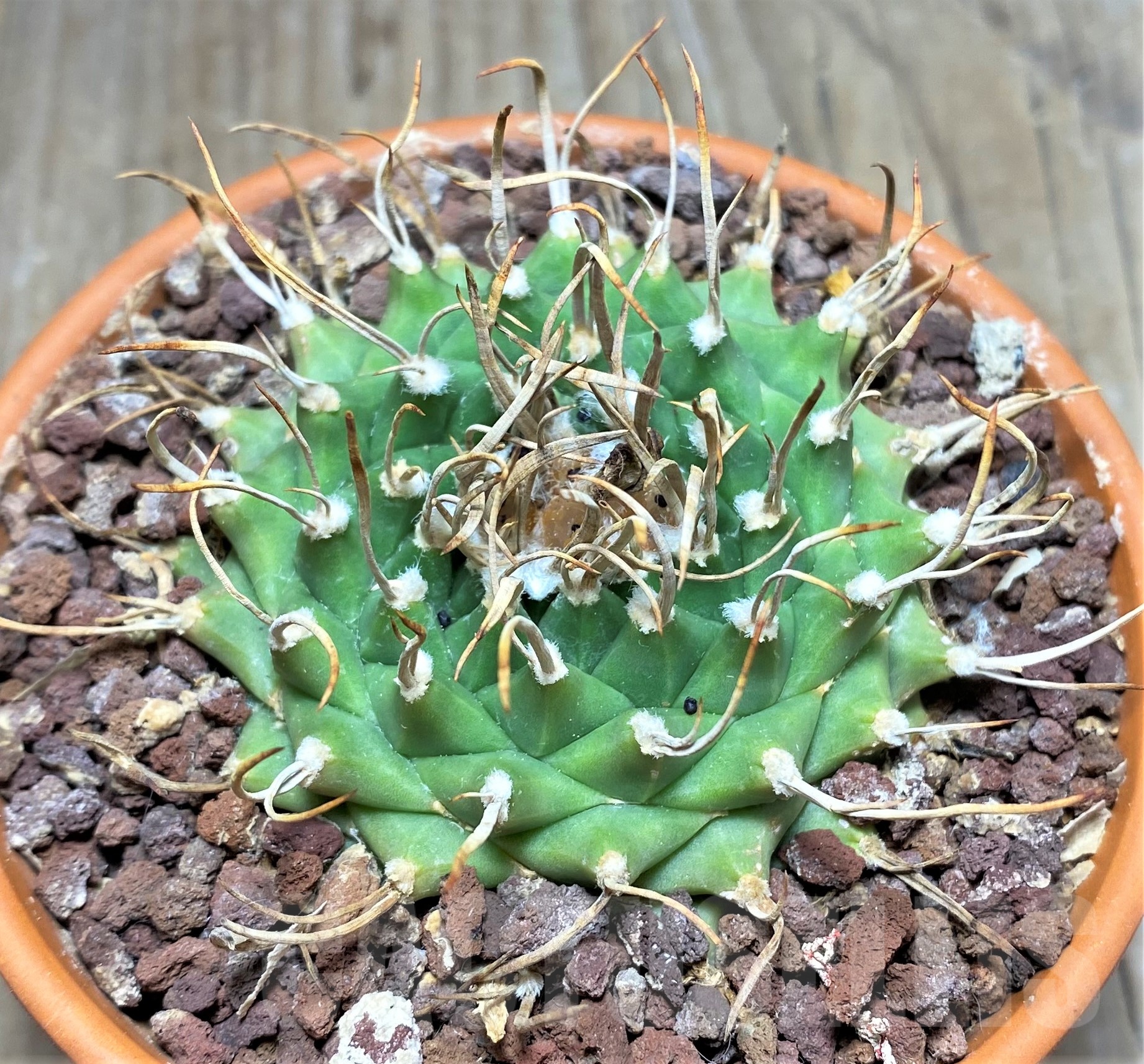 SHPR25254 Turbinicarpus schmiedickianus ssp.pintoensis VM 805, -Santa Rita, SLP- - Зображення 2