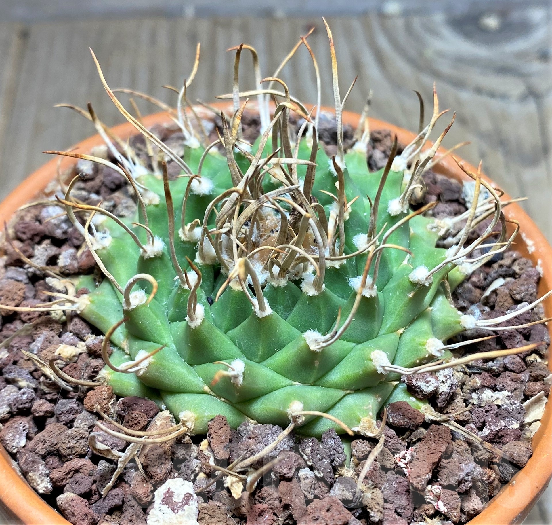SHPR25254 Turbinicarpus schmiedickianus ssp.pintoensis VM 805, -Santa Rita, SLP-