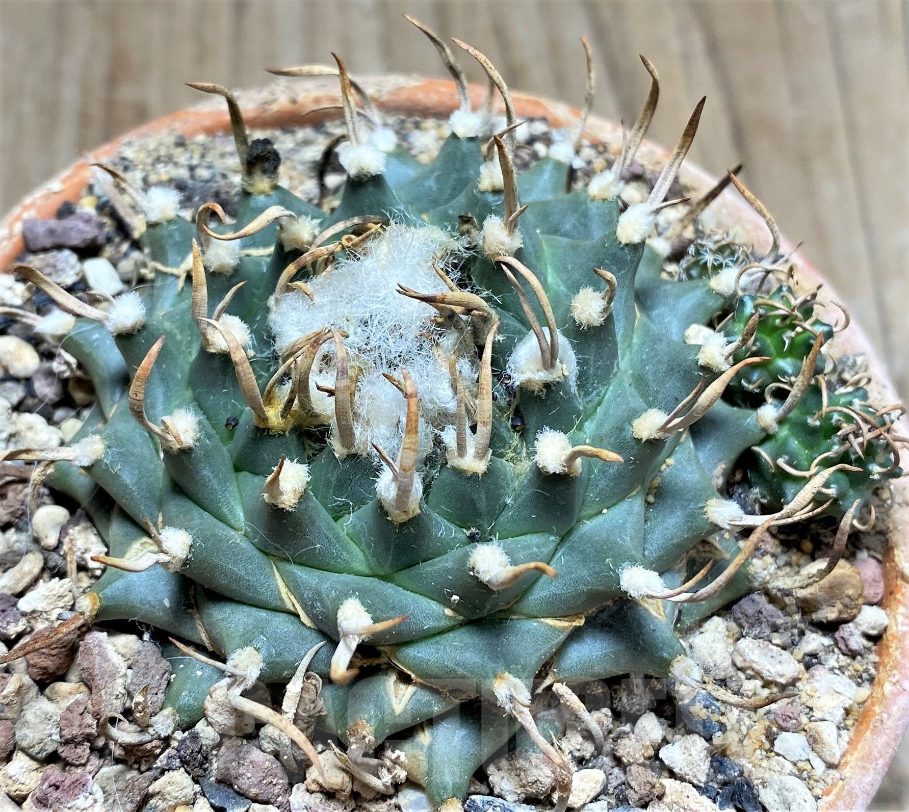 SHPR25255 Turbinicarpus schmiedickianus ssp.pintoensis -EL Pinto,SLP-