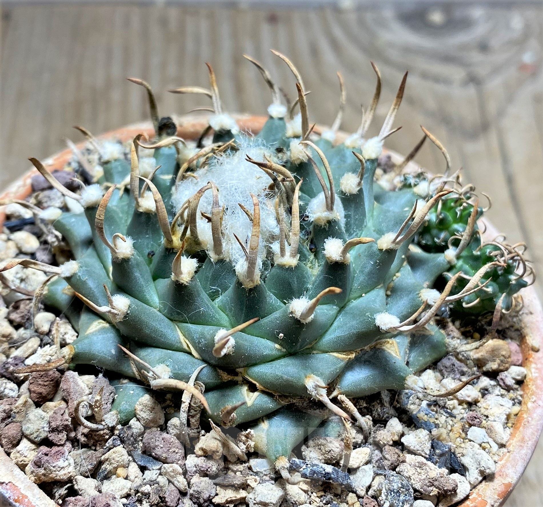 SHPR25255 Turbinicarpus schmiedickianus ssp.pintoensis -EL Pinto,SLP- - Зображення 2