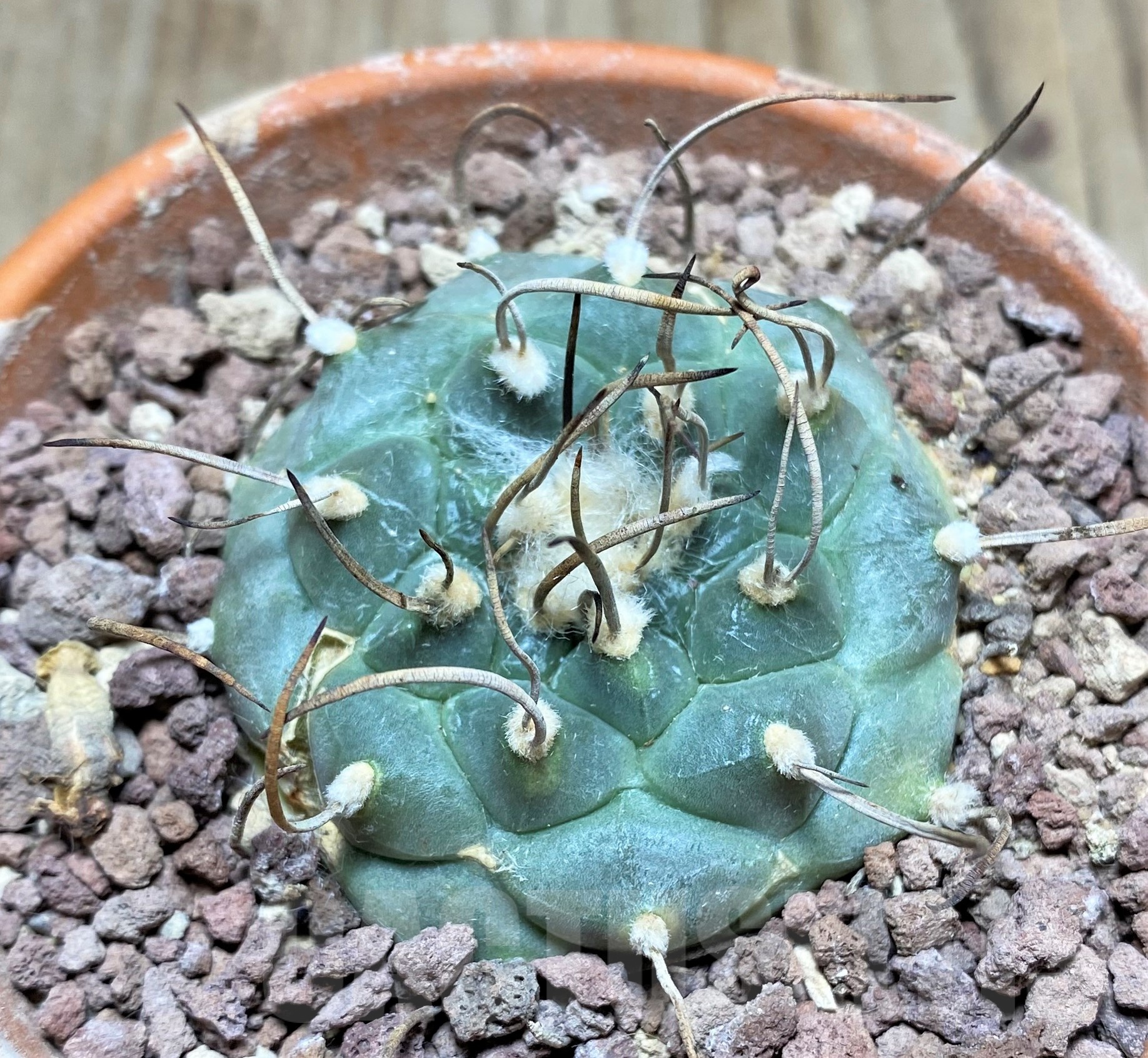 SHPR25309 Turbinicarpus schmiedickeanus ssp. rubriflorus, -Bonatz 1590 Cerros blancos, NL- - immagine 2