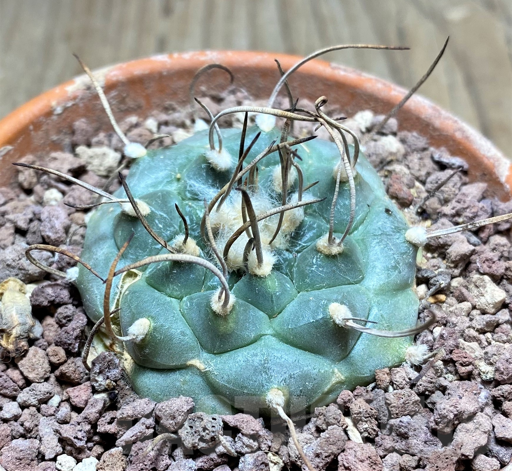 SHPR25309 Turbinicarpus schmiedickeanus ssp. rubriflorus, -Bonatz 1590 Cerros blancos, NL-