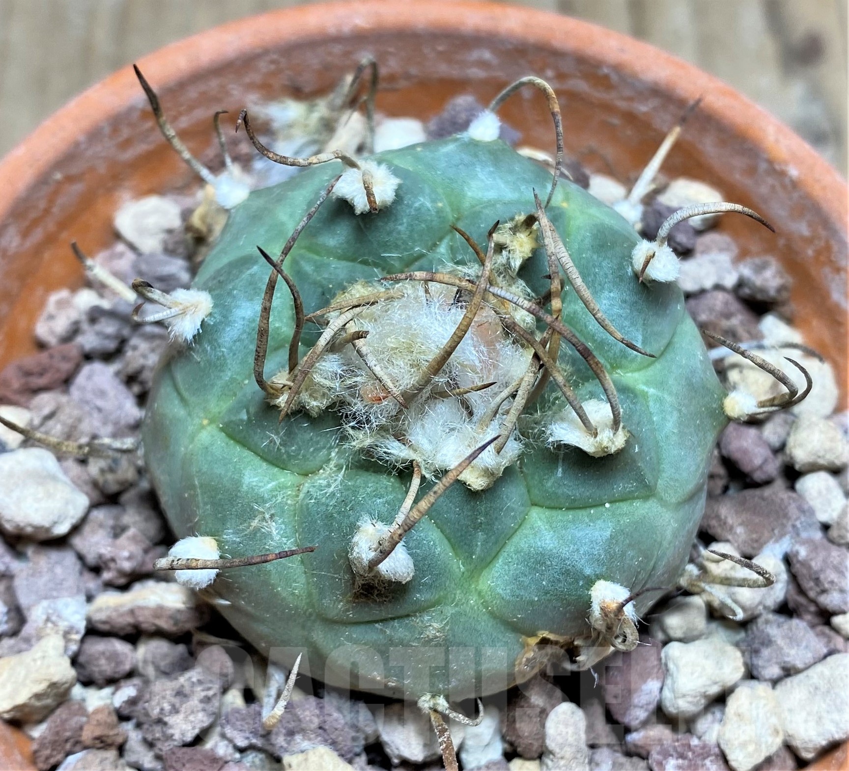 SHPR25259 Turbinicarpus schmiedickeanus ssp. rubriflorus, -Bonatz 1590 Cerros blancos, NL- - immagine 2