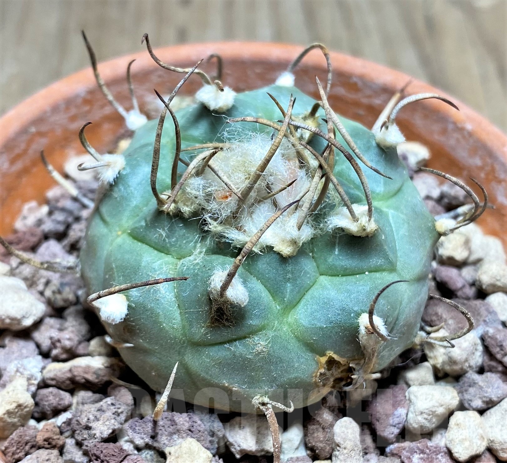 SHPR25259 Turbinicarpus schmiedickeanus ssp. rubriflorus, -Bonatz 1590 Cerros blancos, NL- - immagine 3