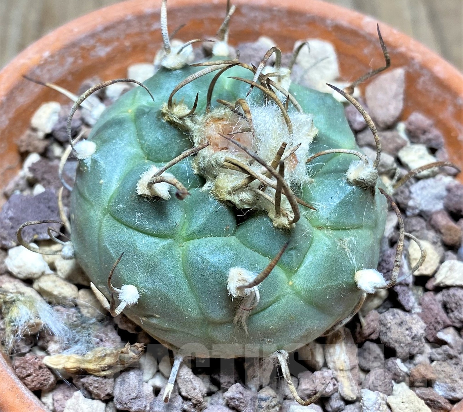 SHPR25259 Turbinicarpus schmiedickeanus ssp. rubriflorus, -Bonatz 1590 Cerros blancos, NL-