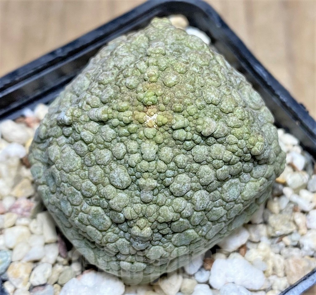 SHPR25318 Pseudolithos cubiformis