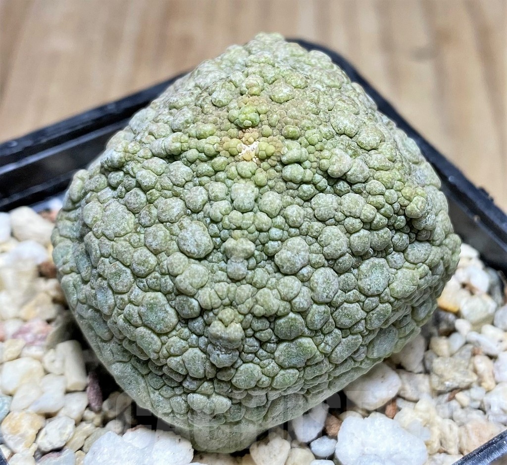 SHPR25318 Pseudolithos cubiformis - immagine 2