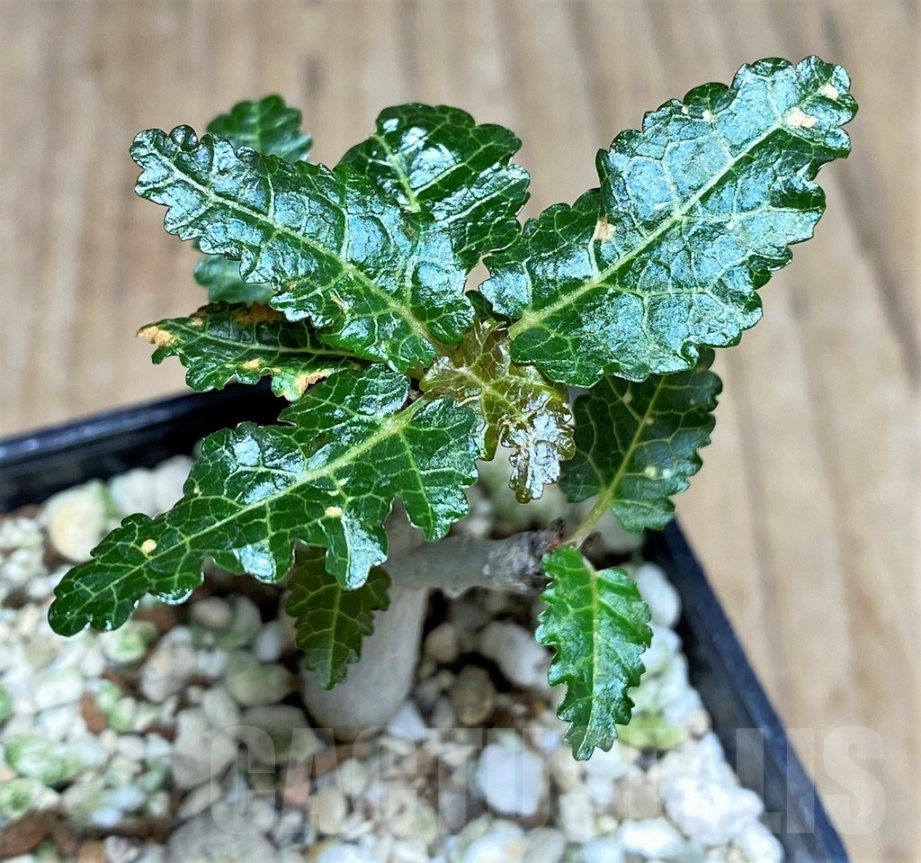 SHPR25322 Boswellia nana