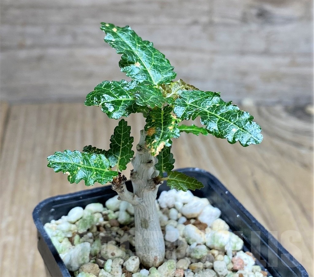 SHPR25322 Boswellia nana - Image 2