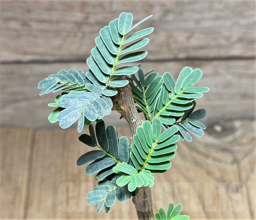 SHPR25325 Senna meridionalis