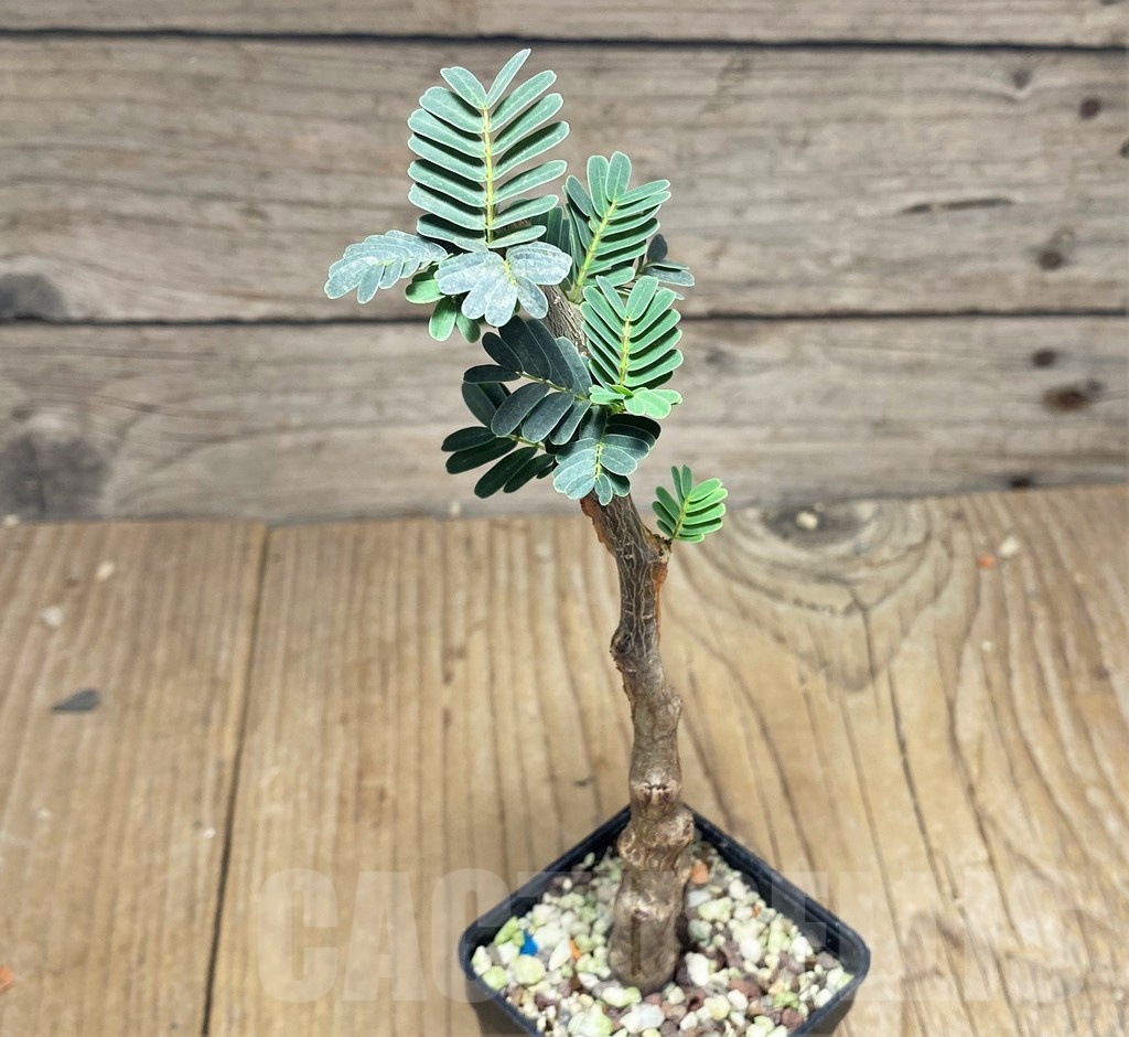 SHPR25325 Senna meridionalis - Image 2