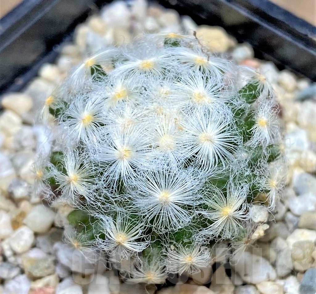 SHPR25327 Mammillaria schiedeana v. plumosa