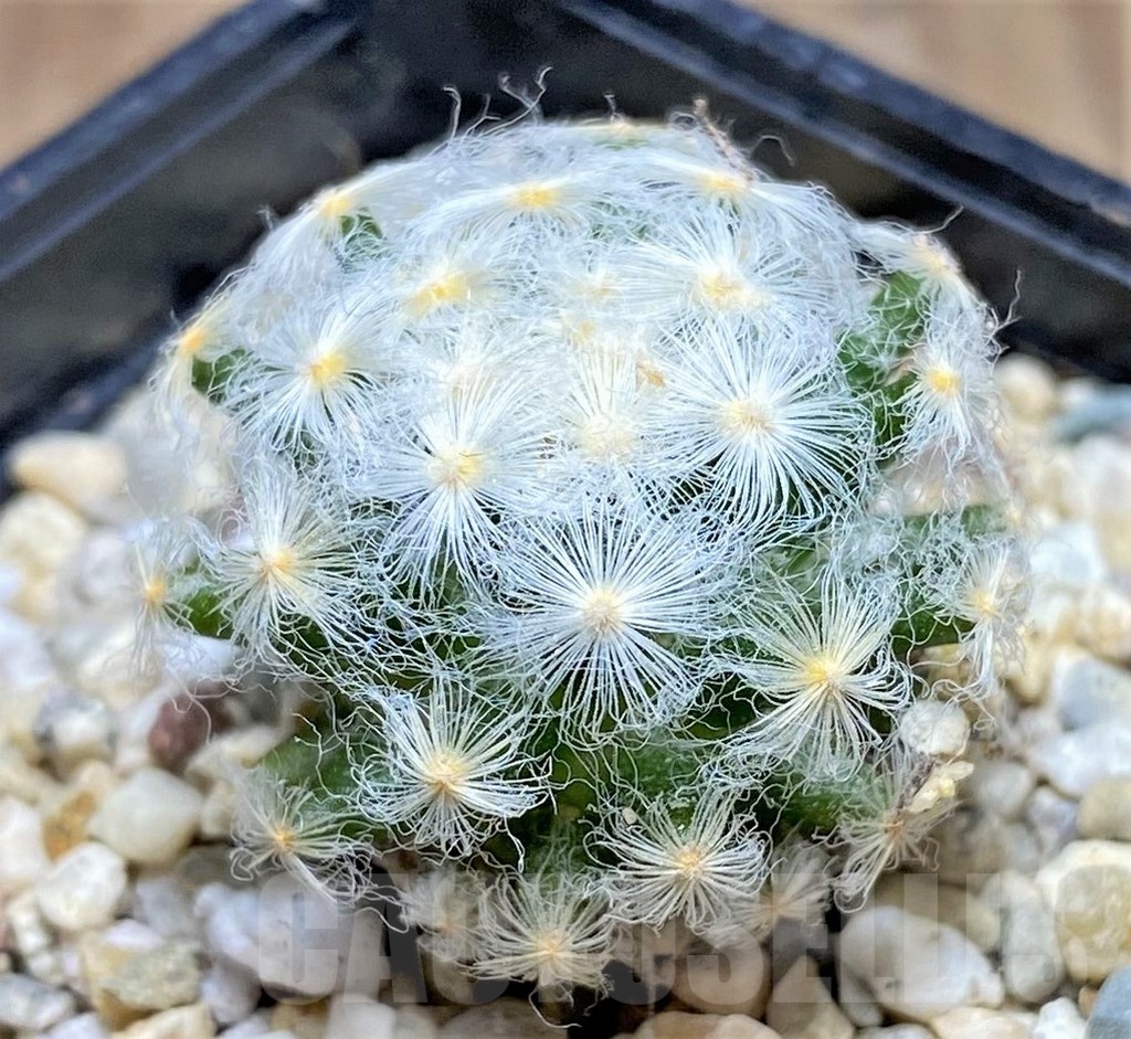 SHPR25327 Mammillaria schiedeana v. plumosa - Image 2