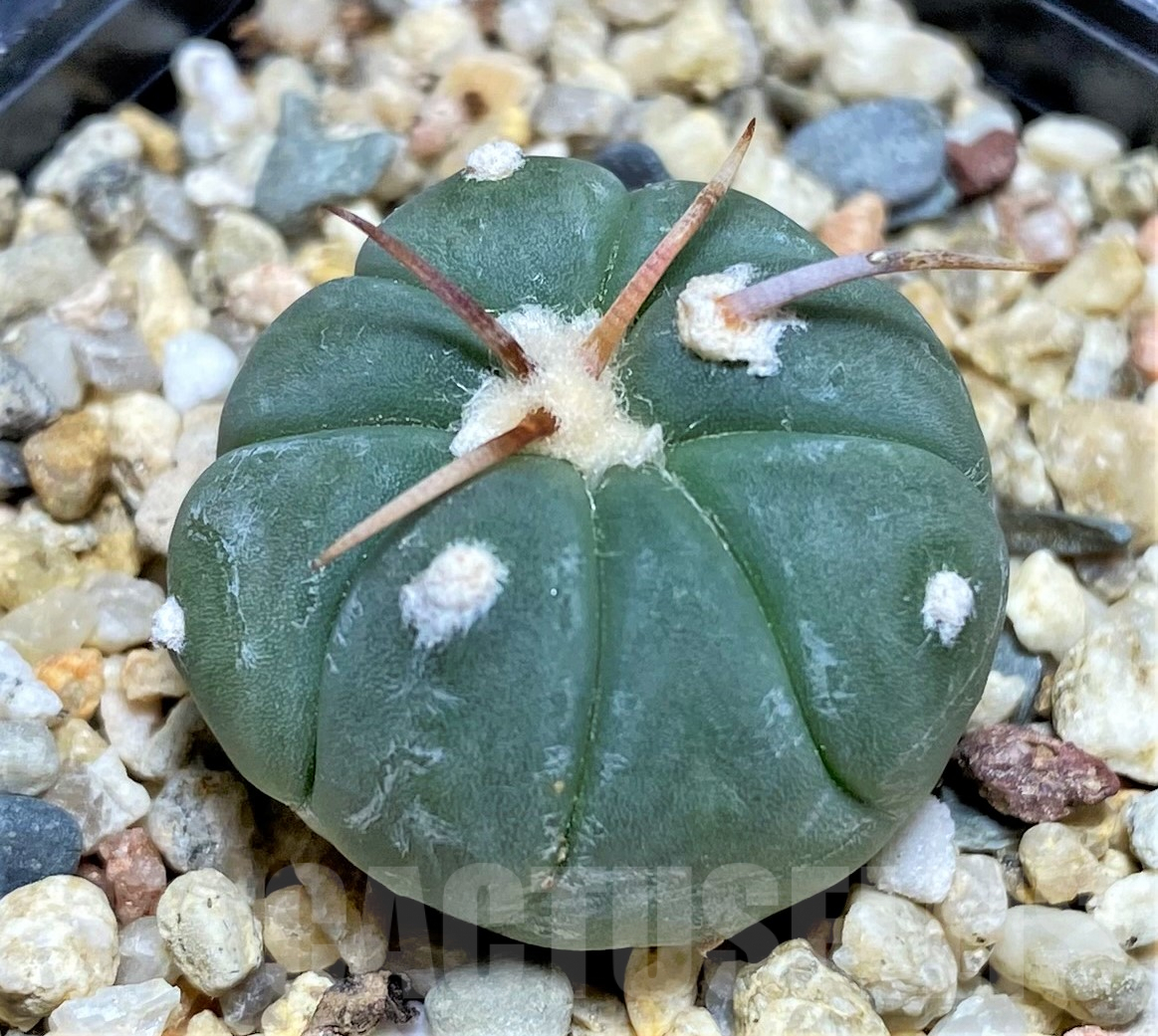 SHPR25329 Echinocactus horizonthalonius