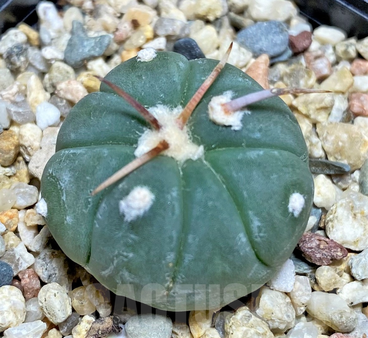 SHPR25329 Echinocactus horizonthalonius - immagine 2