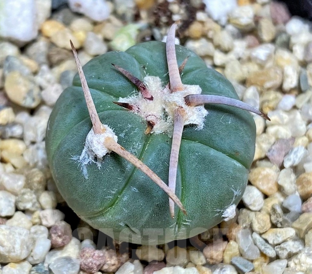 SHPR25330 Echinocactus horizonthalonius