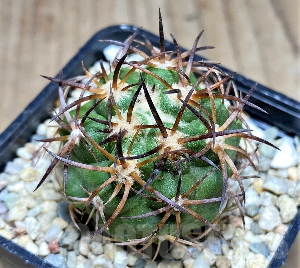 SHPR25331 Copiapoa vallenarensis