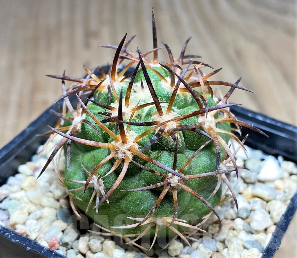 SHPR25331 Copiapoa vallenarensis - Image 2