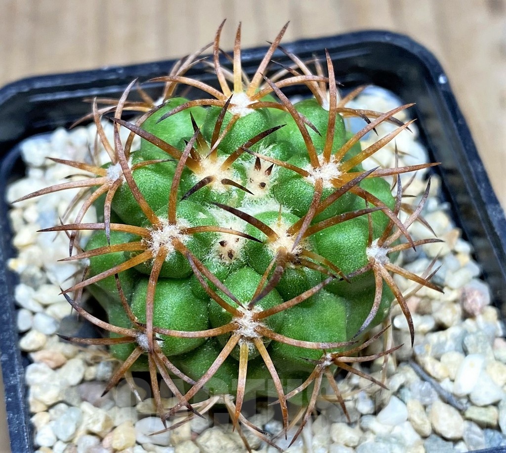 SHPR25332 Copiapoa vallenarensis - Image 2