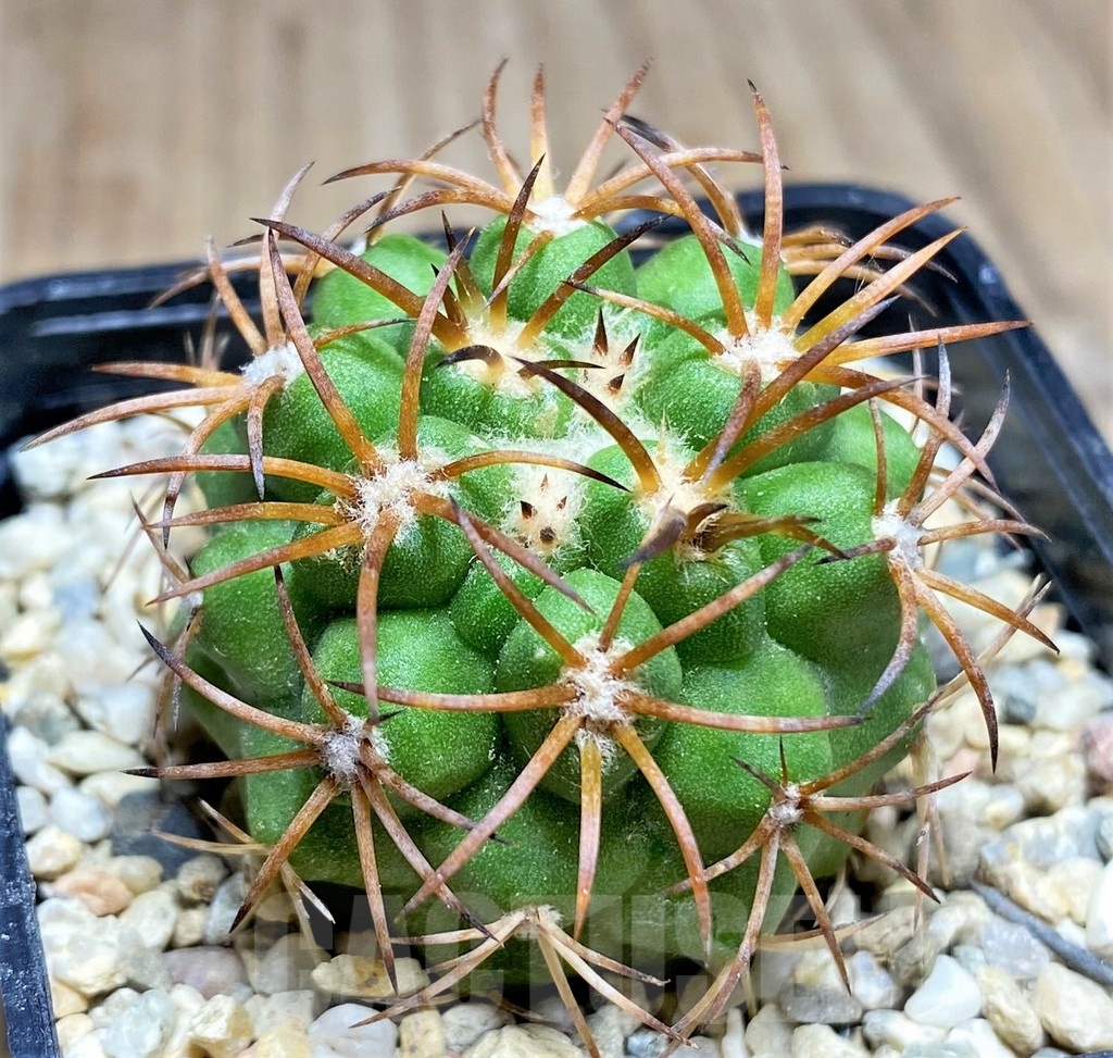 SHPR25332 Copiapoa vallenarensis