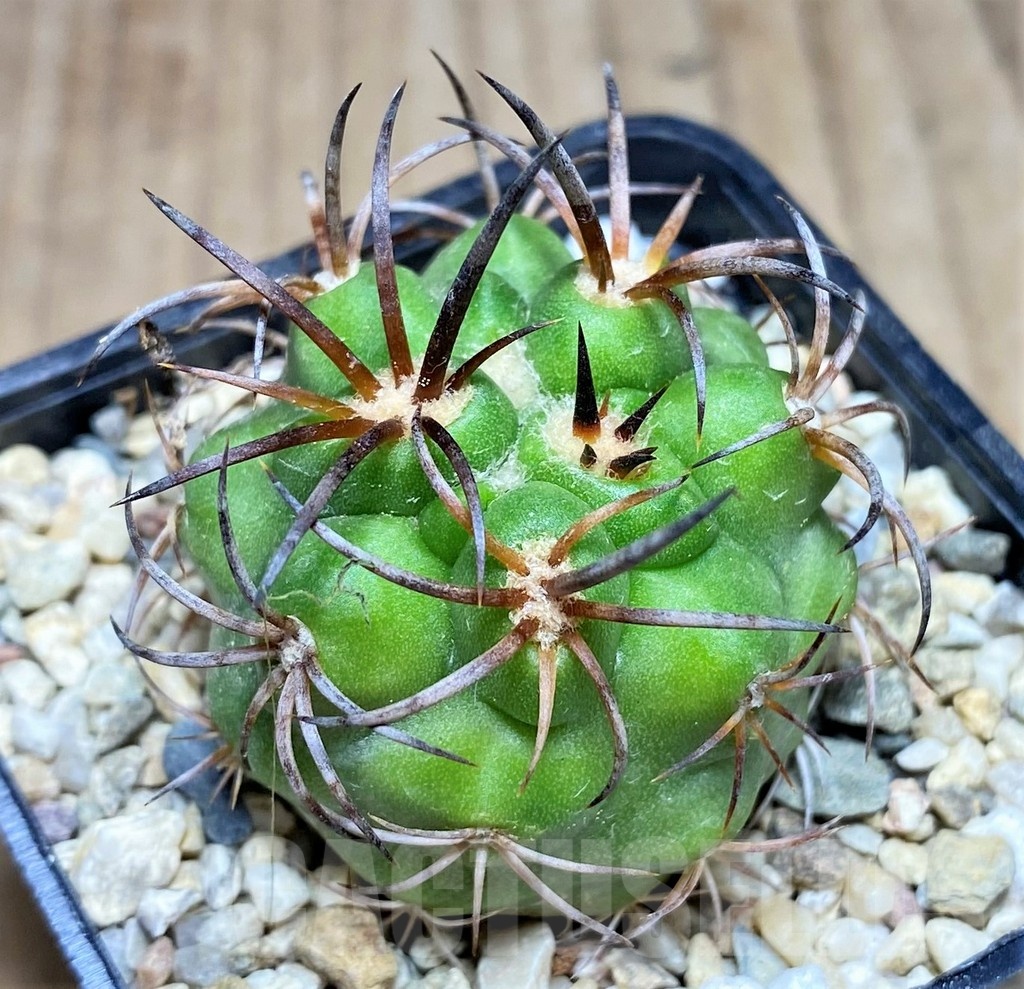 SHPR25333 Copiapoa vallenarensis - Image 2