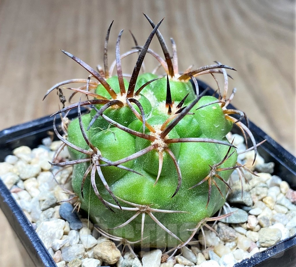SHPR25333 Copiapoa vallenarensis