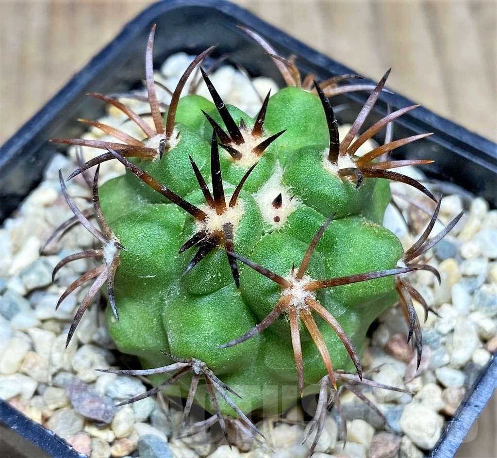 SHPR25334 Copiapoa vallenarensis - Image 2