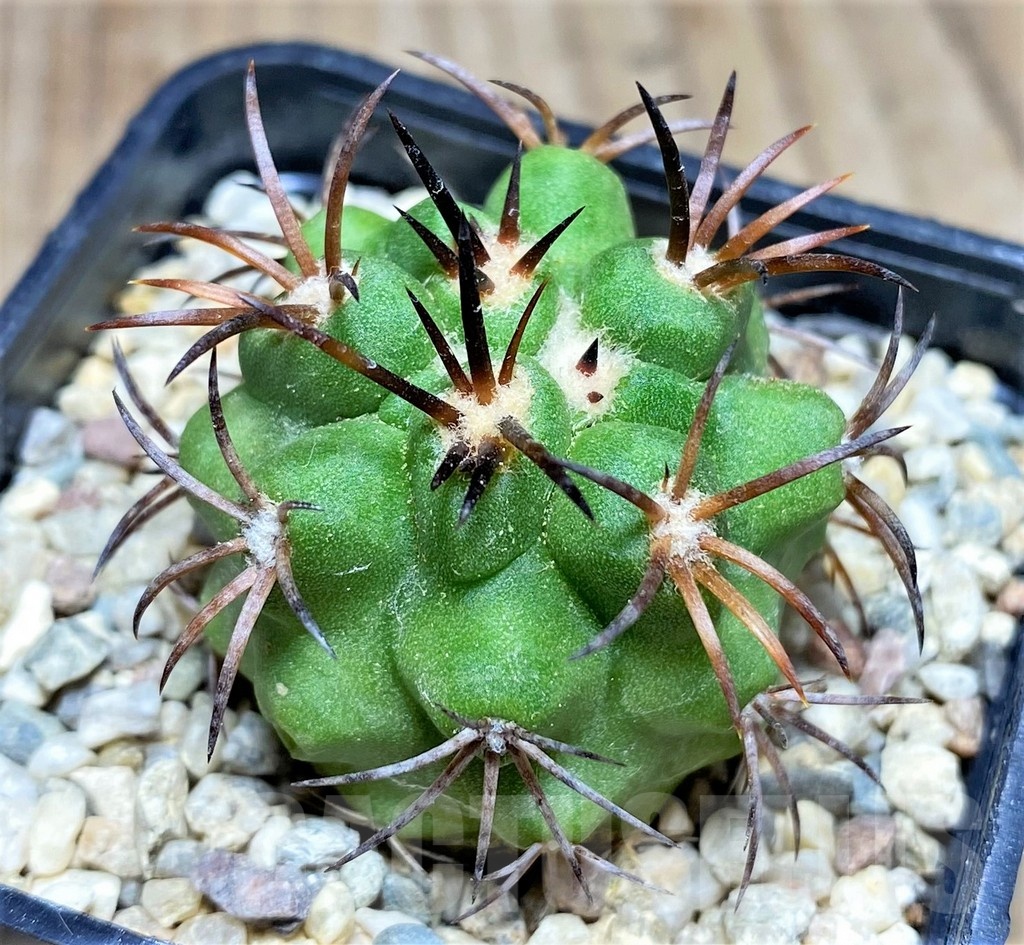 SHPR25334 Copiapoa vallenarensis
