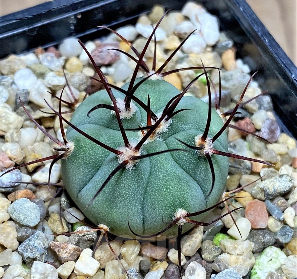 SHPR25335 Gymnocalycium cabreraense VoS 2122 - Image 2