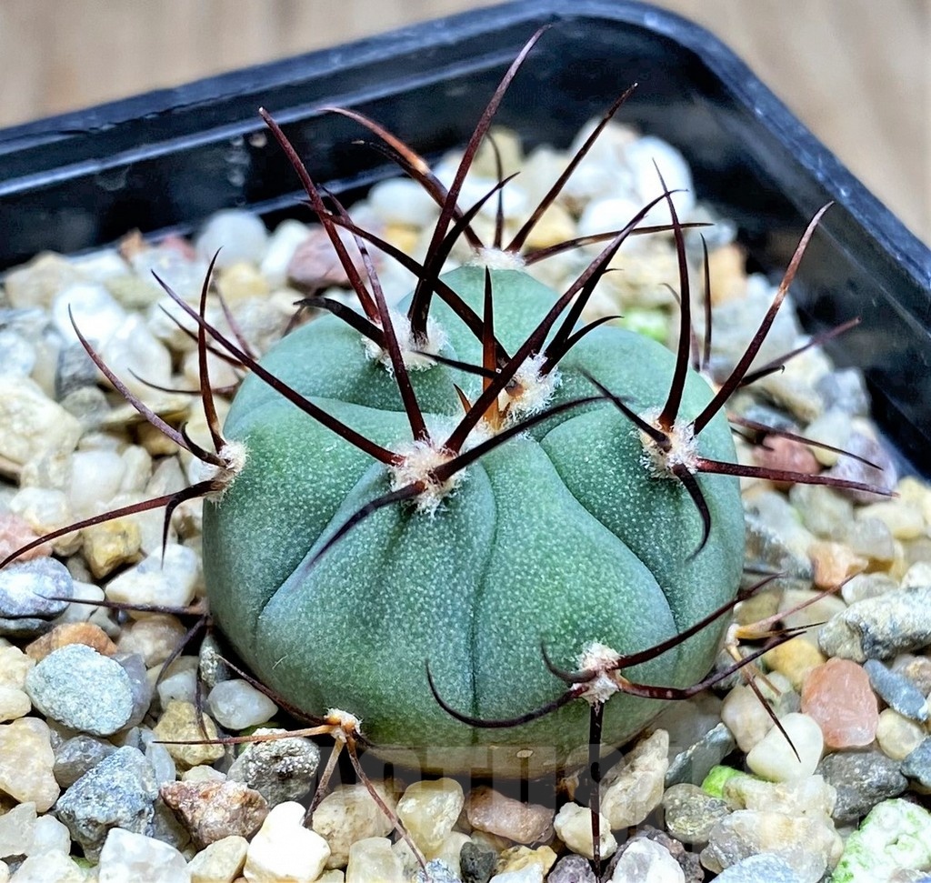 SHPR25335 Gymnocalycium cabreraense VoS 2122